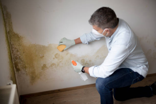 Mold Removal for HVAC Installations in Kearney, MO